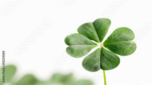 Lucky Charm: Four Leaf Clover Isolated on White Background