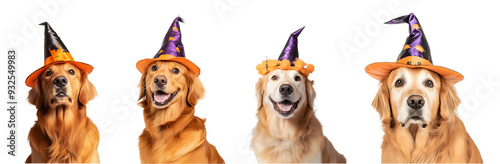 Golden retriever dog wearing a Halloween hat isolated on a transparent PNG background, white background , cut out, clipping path, Generative Ai photo