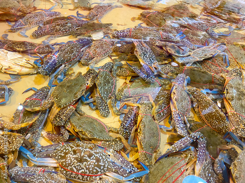 A Close-Up View of Fresh Blue Crabs Tied Together photo