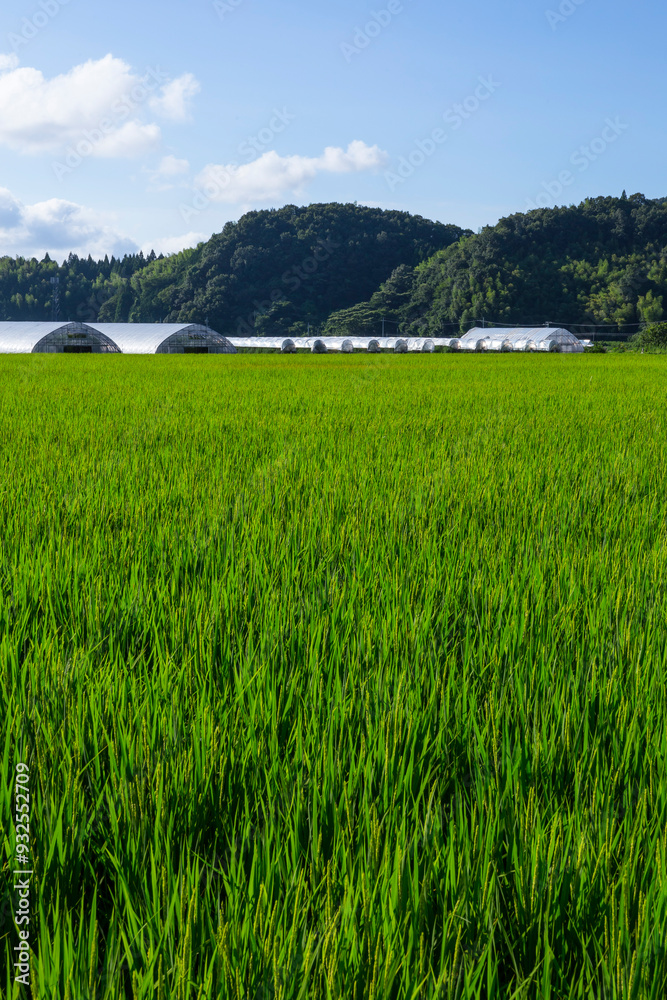 Obraz premium 夏の田園風景 鳥取県 郡家町