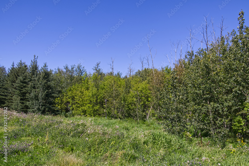 Fototapeta premium Pylypow Wetlands in the Summer