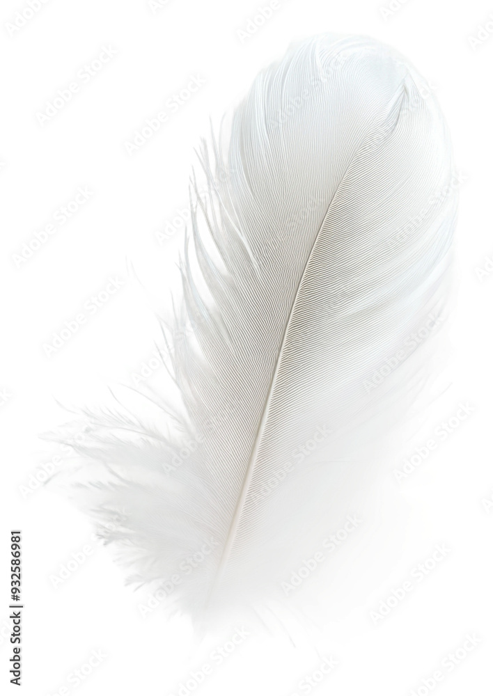 PNG Elegant white feather on a plain background PNG Elegant white feather on a plain background