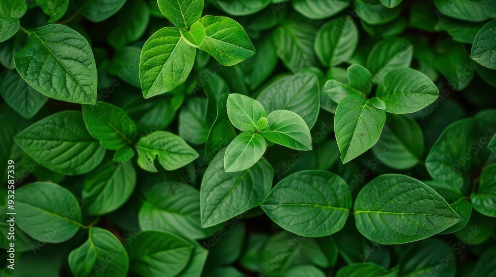 green leaf background , ai green leaf background , ai