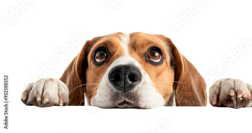 beagle dog peeking from the edge with one paw isolated transparent background photo