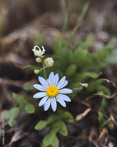 blue chicory flower, chicory flower close-up, bright blue flower, chicory blossom, blue wildflower, chicory plant, perennia chicory, vibrant blue flower, chicory in bloom, blue flower macro, chicory  photo