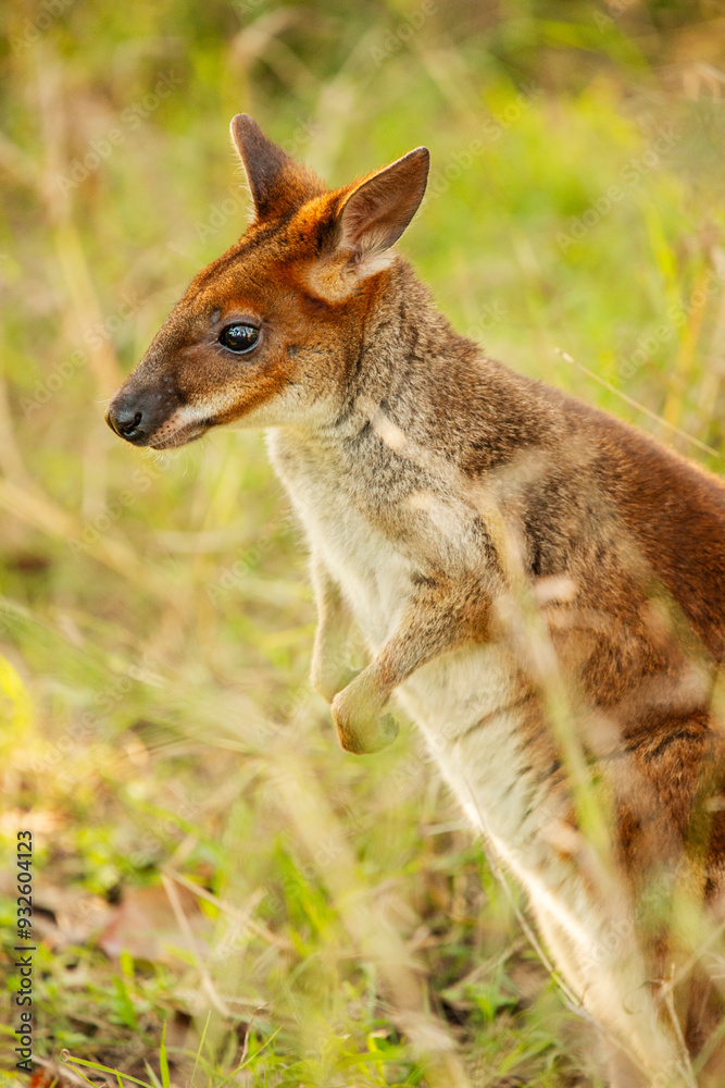 The red-legged pademelon is a species of small macropod found on the northeastern coast of Australia. The red-legged pademelon is a species of small macropod found on the northeastern coast of Australia.
