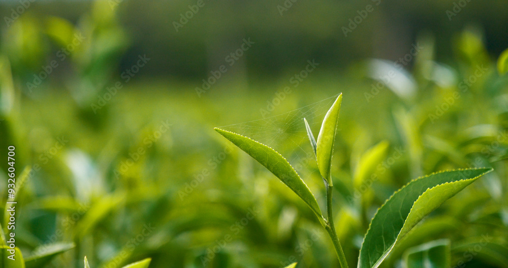 Fototapeta premium Green tea tree leaves field young tender bud herbal Green tea tree in camellia sinensis organic farm. Close up Fresh Tree tea plantations mountain green nature in herbal farm plant background morning