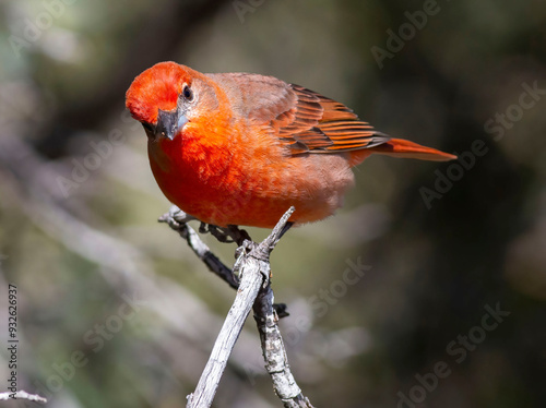 bird in tree photo