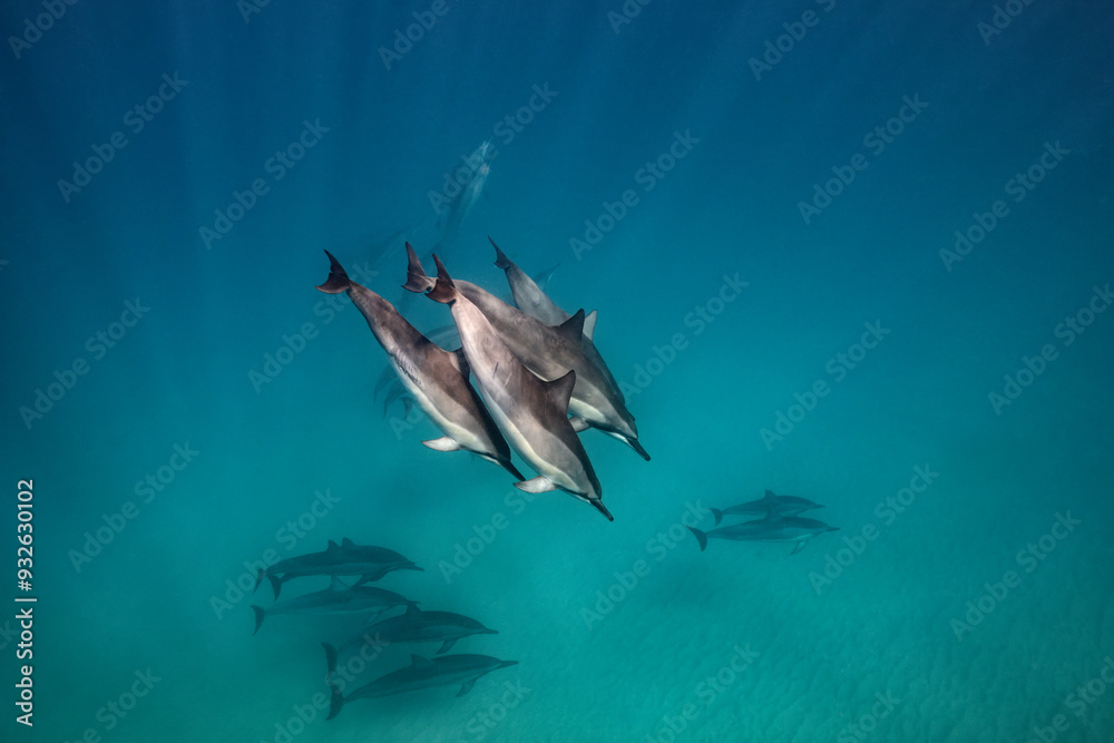Fototapeta premium A pod of Spinner Dolphins swims through the clear blue waters of Hawaii as sun rays penetrate the ocean surface and beam down to the sandy sea floor