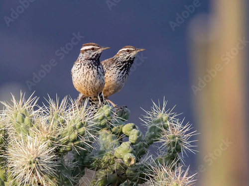 Bird in cactus