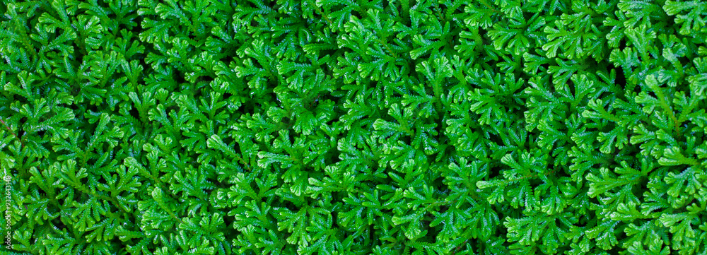 green grass background green grass background