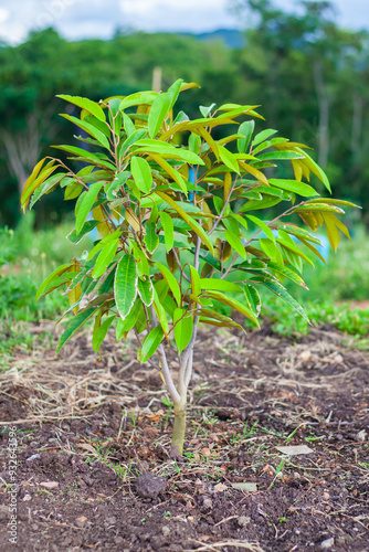 Durian cultivation in Thailand. One-year-old durian tree is growing. Monthong, Chanee,
