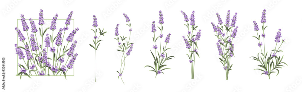Obraz premium Set of lavender flowers elements. Collection of lavender flowers on a white background. Vector illustration bundle.