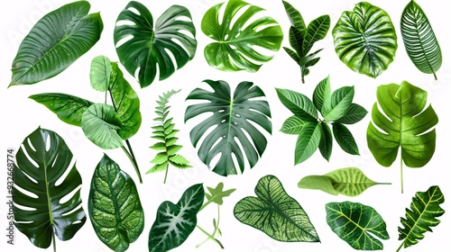 1. Assorted tropical leaves of Asia with vibrant green hues, featuring various shapes and textures, isolated on a white background with clipping path included