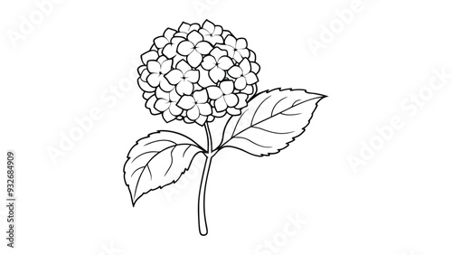 Bigleaf hydrangea  vector illustration on white background
