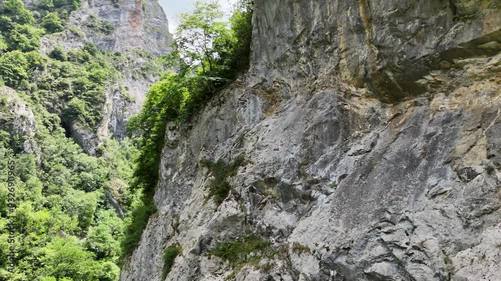 Forest of trees on a stone cliff in Cantabria, Spain Forest of trees on a stone cliff in Cantabria, Spain