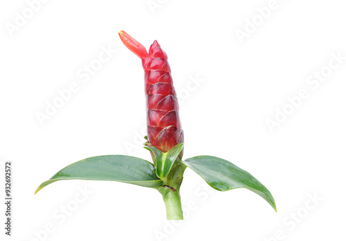 Close up of Costus woodsonii, the red button ginger or scarlet spiral flag isolated on white background with clipping path.