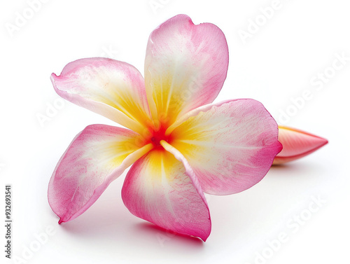 Beautiful Frangipani Flower Isolated on White Background Highlighting Tropical Elegance