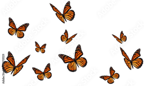 Beautiful butterfly isolated on a white background.