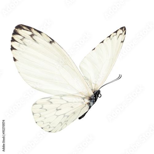 Beautiful butterfly isolated on a white background.