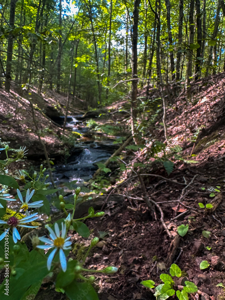 Obraz premium stream in the forest