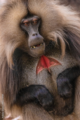Ethiopia, Simian Mountains. Wild male Gelada baboon close-up. 