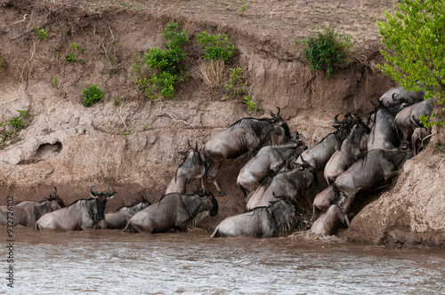 Wildebeest (Connochaetes taurinus) crossing the river Mara, Masai Mara, Kenya. photo