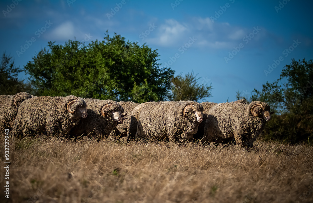 Obraz premium Sheep in the field