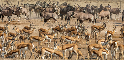 Springbok among other wildlife at the waterhole in Etosha National Park.