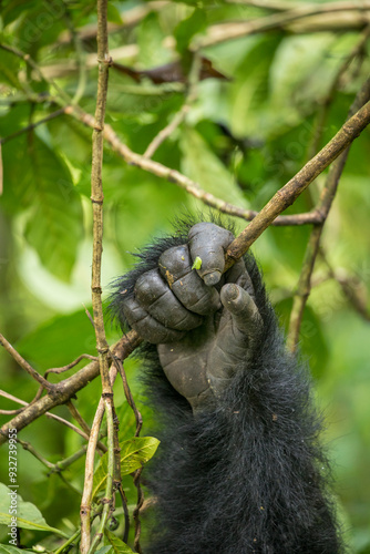 Africa, Rwanda, Volcanoes National Park, Close-up of Mountain Gorilla's hand (Gorilla beringei beringei) gripping vines in rainforest in Virunga Mountains photo