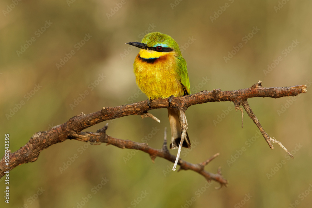 Little bee eaters, Serengeti National Park, Tanzania, Africa. Little bee eaters, Serengeti National Park, Tanzania, Africa.