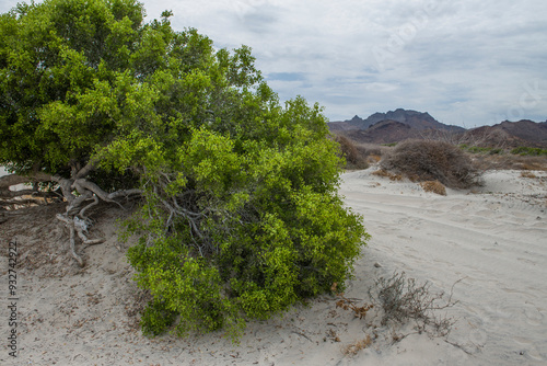 Tecolote Beach, La Paz Baja California Sur. Mexico, on a cloudy summer morning, by the sea of cortes