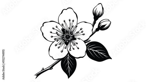  cherry blossom branch. Vector illustration on white background
