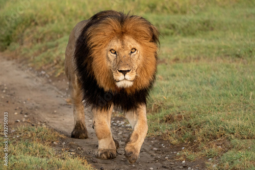 Africa, Tanzania. A black maned lion walks along a dirt road.
