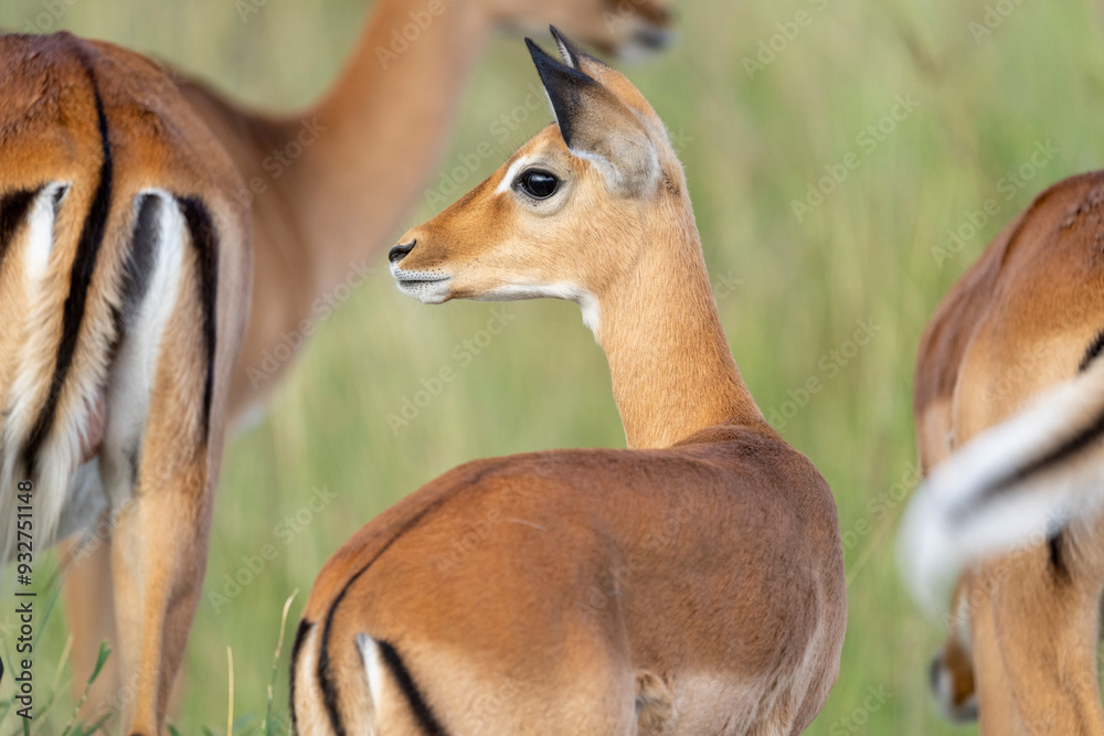 Africa, Tanzania. A female impala stands with two others showing their distinctive markings. Africa, Tanzania. A female impala stands with two others showing their distinctive markings.