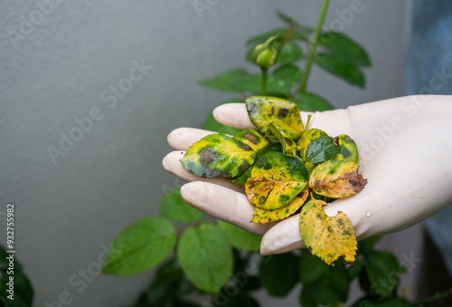 Gardener holding group of disease rose leaves after removing it from plant tree.  photo