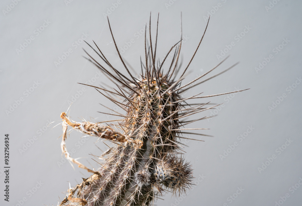 Obraz premium Close up of an old Setiechinopsis Mirabilis cactus. The plants are easily grown from seed but tt is a short-lived cactus.