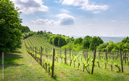 A vineyard with a lot of green vines and a blue sky