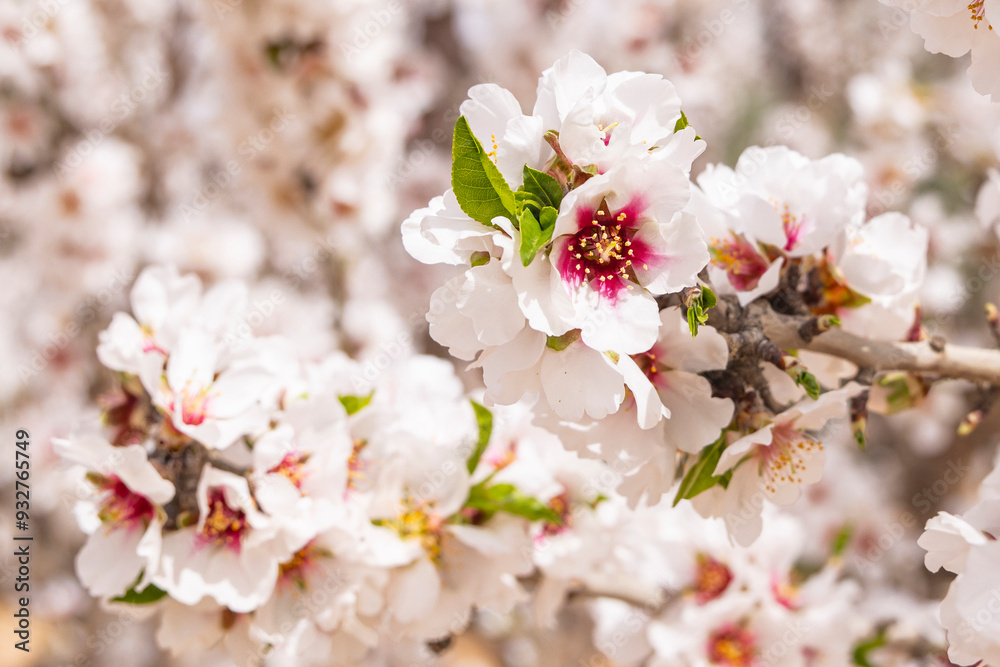 Tunisia. Almond blossoms in orchard. Tunisia. Almond blossoms in orchard.