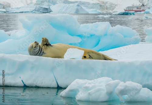 Cuverville, Antarctica. A seal rests on the ice. photo