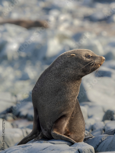 Antarctic Fur Seal (Arctocephalus gazella) on Hydrurga Rocks in Palmer Archipelago, Antarctica. photo