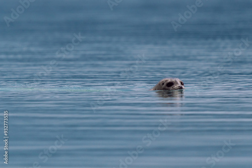 Seal swimming at Glacier Bay National Park in southeastern Alaska