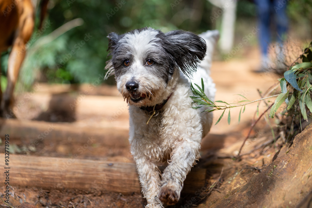 Fototapeta premium jack russell terrier