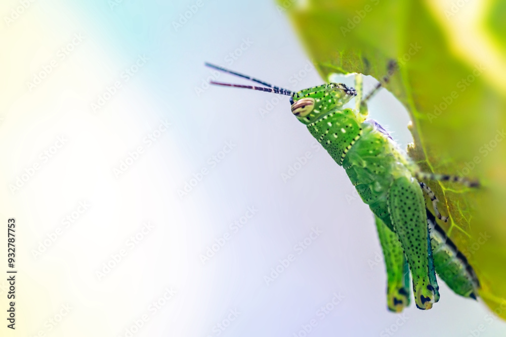 The grasshopper is eating leaves. The grasshopper is eating leaves.