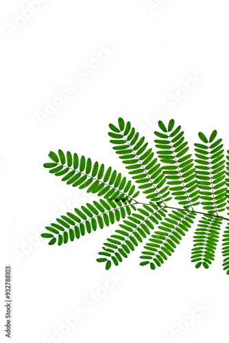 Leucaena leaves on white background photo