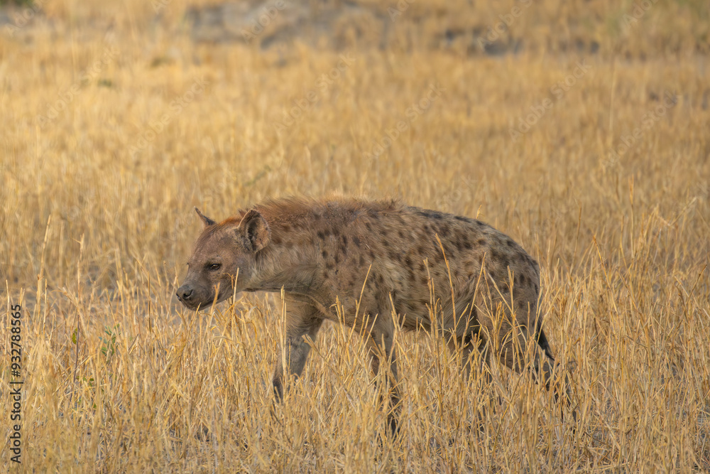 Hyena, detail portrait. Spotted hyena, Crocuta crocuta, angry animal near the water hole, dark forest with trees. Animal in nature, Okavango, Botswana. Wildlife Africa. Hyena, detail portrait. Spotted hyena, Crocuta crocuta, angry animal near the water hole, dark forest with trees. Animal in nature, Okavango, Botswana. Wildlife Africa.