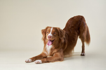 This vibrant red dog is caught in a playful stance, tongue out and a mischievous gleam in its eyes. Set against a neutral background, the image captures a moment full of anticipation and fun.
