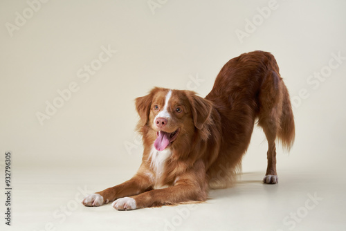 Fototapeta Naklejka Na Ścianę i Meble -  This vibrant red dog is caught in a playful stance, tongue out and a mischievous gleam in its eyes. Set against a neutral background, the image captures a moment full of anticipation and fun.