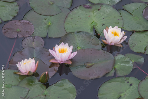 Japan, Uji. Byodo-in, waterlily