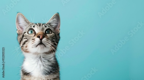 A relaxed Domestic Non-Pedigreed cat sits on an empty light blue background, highlighting its ordinary charm and leaving generous room for text or additional design.